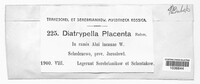 Diatrypella placenta image